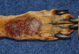 <p>Small area of healing tissue</p>