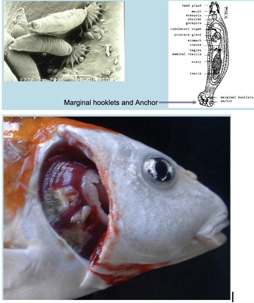 <ul><li><p>Dactylogyrus  (Gill flukes) which attach to the gills and vary from 0.5 to 3.00 mm long ( Attach by tiny hooks and have a sucking mouth)</p></li><li><p>It everts its pharynx  through  the  mouth  and releases a digestive solution  with  proteolytic  enzymes  (digest  and  liquefy  tissue proteins) which dissolves fish tissue &gt;&gt; Mucous and dissolved tissue are then sucked into the gut.</p></li></ul><p>Clinical and behavioral signs:</p><ul><li><p>Hypoxia or suffocation (reduced O2 level in the blood) and fast- moving gills, swim at the surface or near the aerator stone, and pant heavily trying to get more O2.</p></li><li><p>Death due hyperplasia, swelling and edema of the gills tissue which interfere with oxygen exchange (Suffocation and hypoxia)</p></li></ul><p>Diagnosis: Detect the flukes or inflammation of gill filaments</p><p>Treatment :</p><ul><li><p>Raising water temperature to 86 Fahrenheit, add aquarium salt</p></li><li><p>With salt, Malachite green, Methylene blue or formalin baths.</p></li></ul>