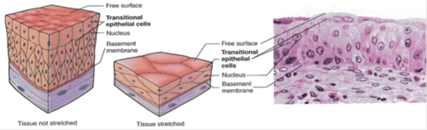 <p>-Location: Lining of urinary bladder, ureters/urethra</p><p>-Structure: Stratified cuboidal when at rest (not stretched); squamous when stretched</p><p>-Function: Accommodates fluid volume fluctuations in an organ or tube; protects against caustic effects of urine</p>
