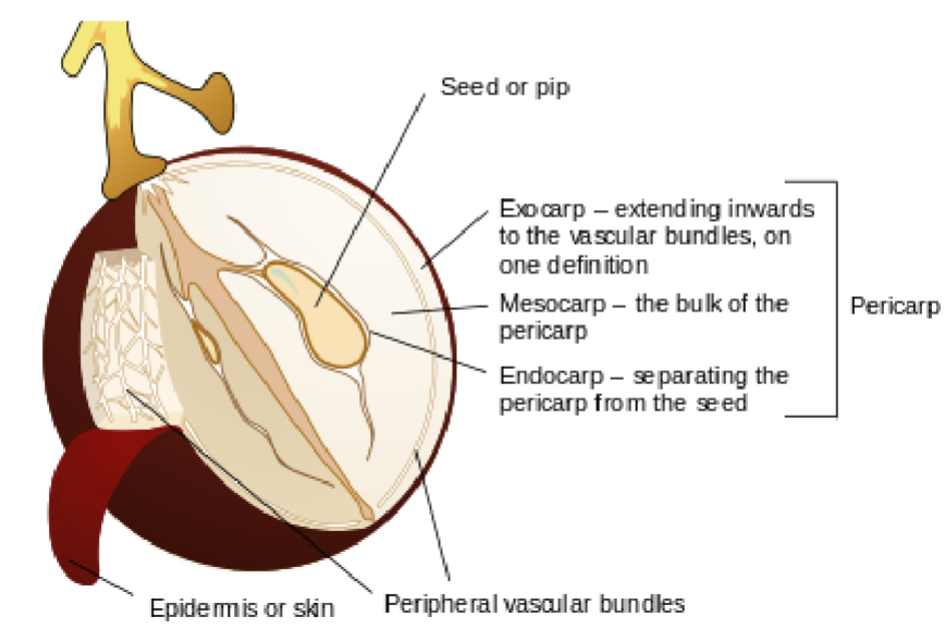 <p>Exocarp</p>
