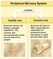 <p>SATELLITE Cells &amp; SCHWANN Cells</p>