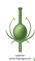 <p>Superior ovary (hypogynous flower)</p>