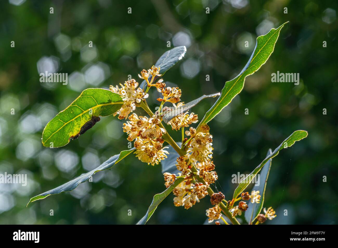 <p>What family does this plant belong to?</p>