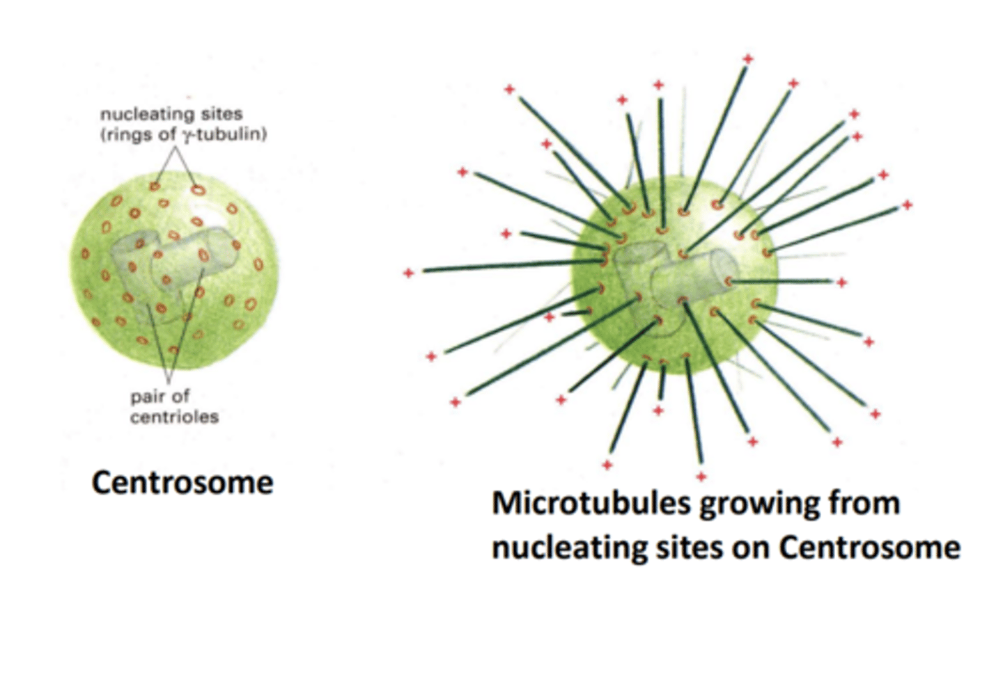 <p>- A structure made of microtubules that segregates daughter chromosomes to opposite poles of the cell.</p><p>- Contains a centrosome that organises the microtubule.</p>