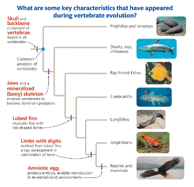 <p>Check out the phylogenetic tree above. Select&nbsp;the&nbsp;answer choices that are correct based on the phylogenetic tree.&nbsp;<strong>You may need to select more than one answer!</strong></p>