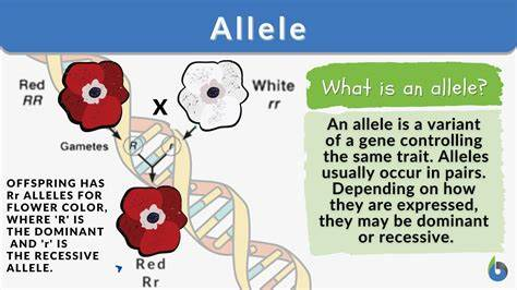 <p>different variations of the same gene found in different individuals</p>