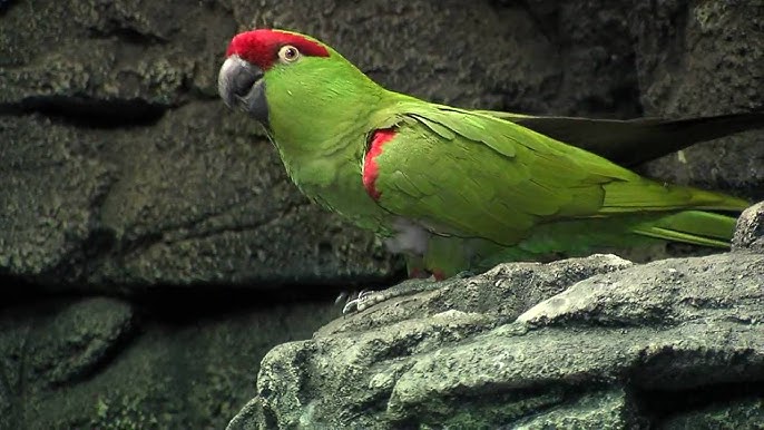 <p>Thick-billed Parrot</p>