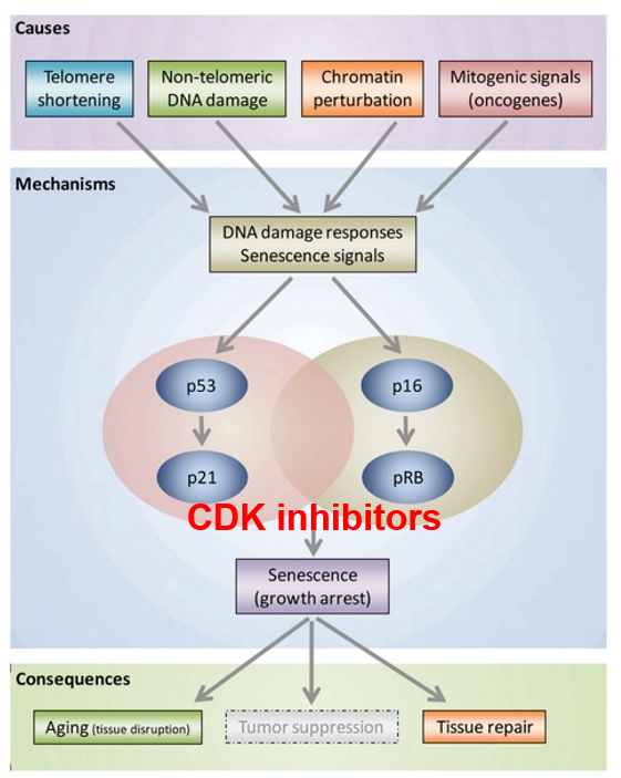 <p>p53 and pRb pathways are involved</p><p>these are tumor suppressor genes</p>
