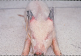 <p>Type of gangrenous necrosis. What are its causes (4) and features?</p>