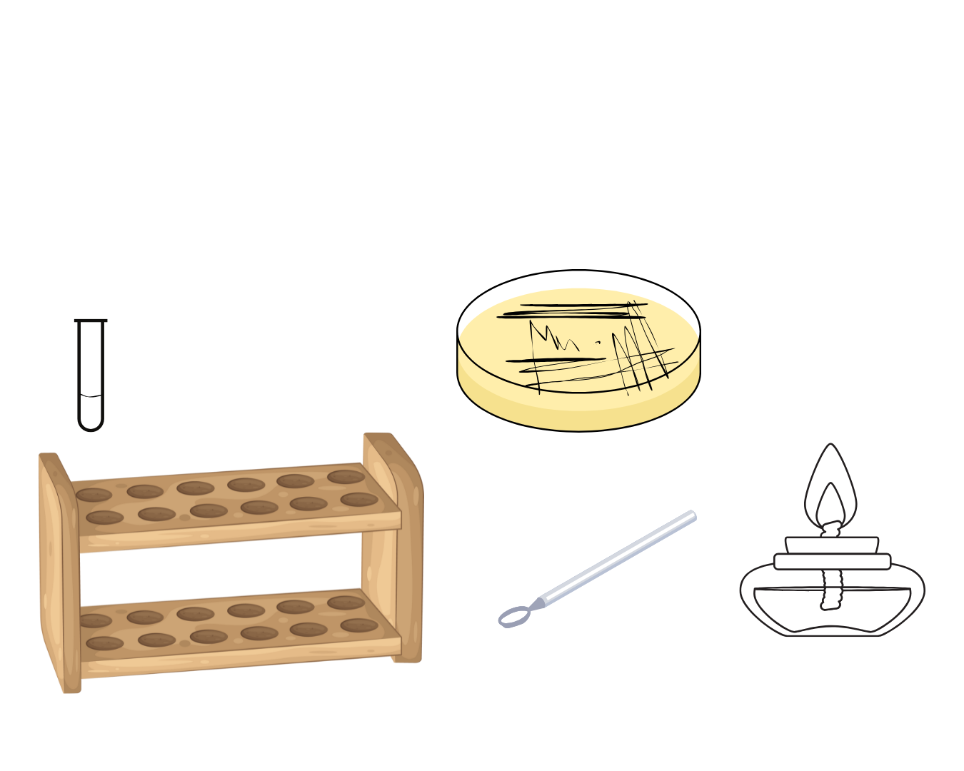 <p>which quadrant are colonies isolated </p>