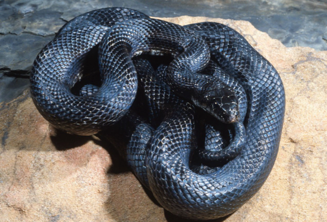 <p>Family: Colubridae</p><p>Latin: Pantherophis spiloides</p><p>Gray Ratsnake</p>