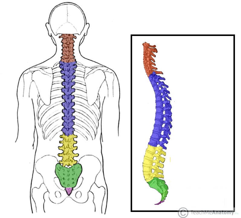 <p>What does the green structure correspond with?</p>