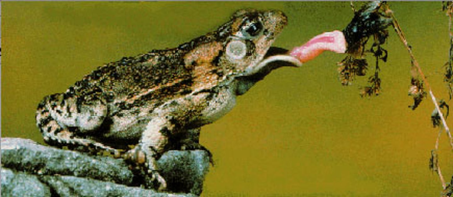 <p>eats other organis</p>