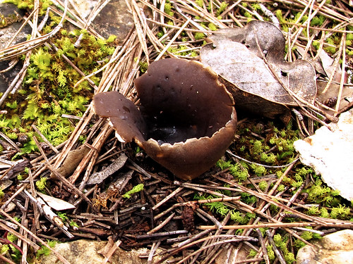 grow on decaying plants, animals, and dung
Ascomycota