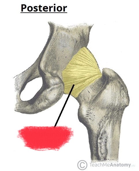 <p>Ischiofemoral ligament</p>