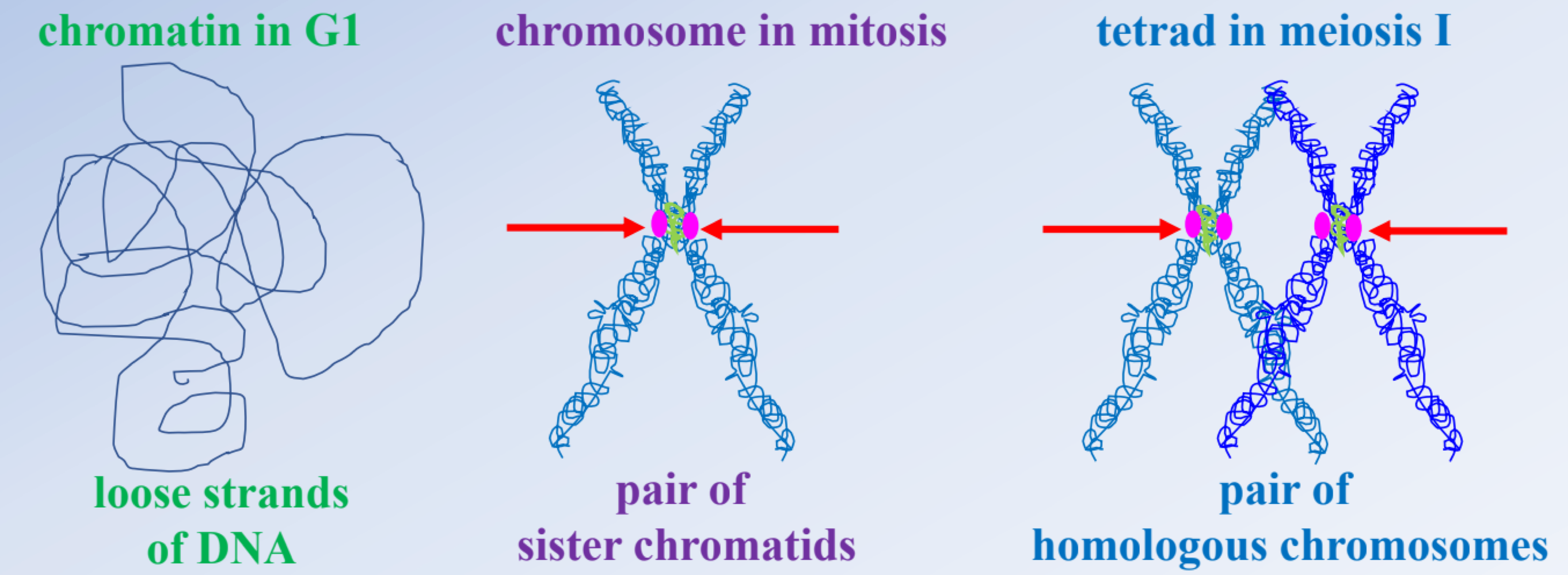 <p>one side, homologs </p>