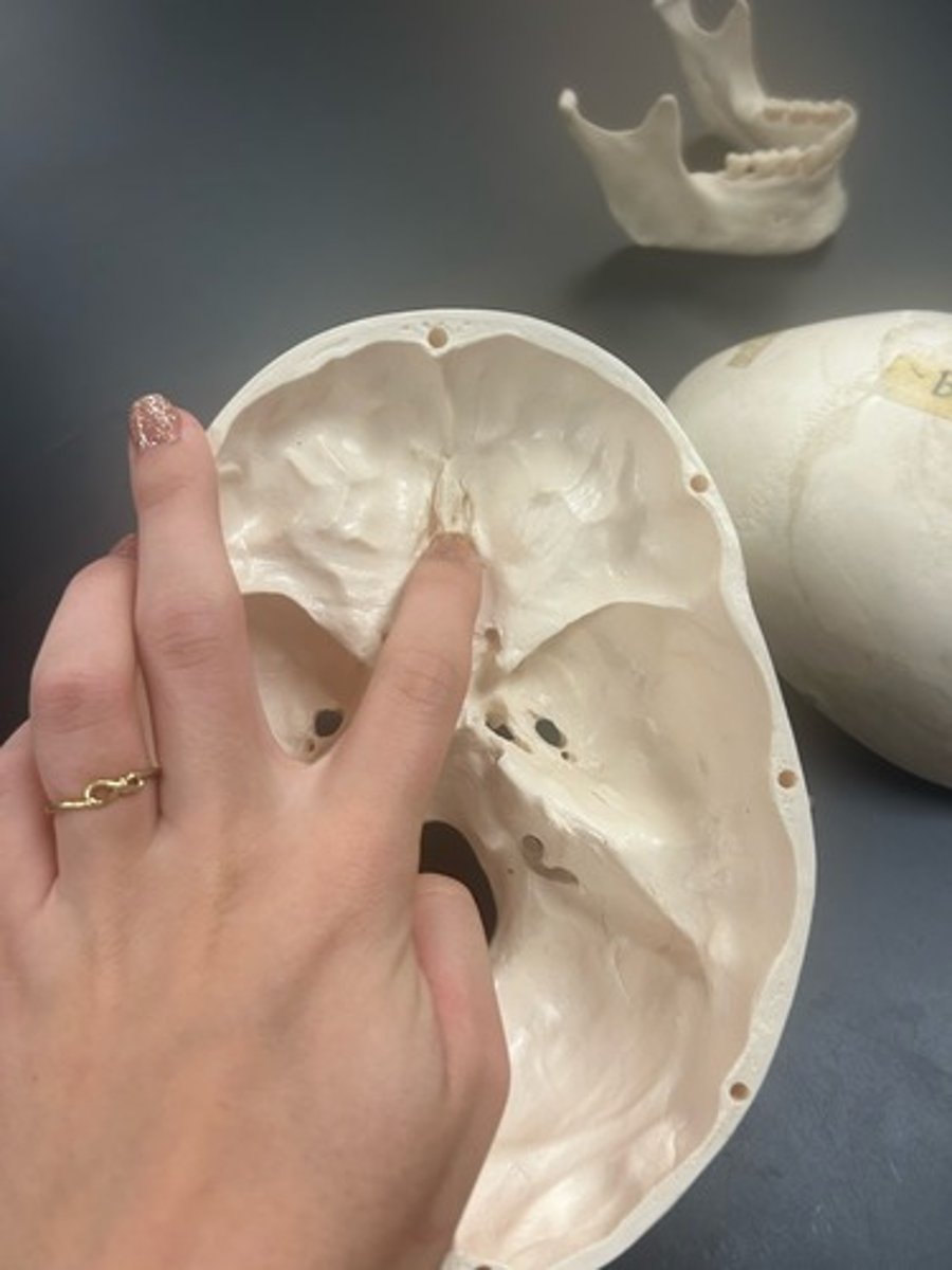 <p>name the bone</p>