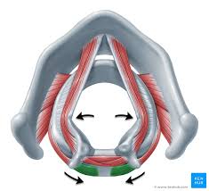 <p>What muscle is this? </p>