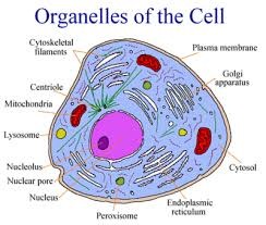 <p>membrane-enclosed structures within a eukaryotic cell</p>