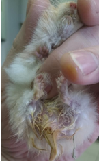 <p>Enteropathies with diarrhoea</p><p>Due to:<br><em>Lawsonia intracellularis</em><br><span>Enterotoxaemia (<em>Clostridium difficile</em>) after inappropriate AB use</span><br><span>Tyzzer’s disease - <em>C. piliforme</em></span><br><span>Diet - sudden changes, higher water content</span><br><span>GI parasites - protozoa, pinworms</span></p><p><span>Severe cases can lead to rectal prolapse +/- intussusception</span></p><p>Diagnosis - faecal mount, gram stain, culture, PCR</p><p>Treatment - supportive, SC fluids and glucose, thermal support, antibiotics, feeding</p>