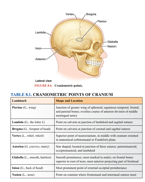 <p>Features of the anterior (frontal or facial) aspect of the cranium are the frontal and zygomatic bones, orbits, nasal region, maxillae, and mandible (Figs. 8.2 and 8.3). The frontal bone, specifically its squamous (flat) part, forms the skeleton of the forehead, articulating inferiorly with the nasal and zygomatic bones. In some adults, a frontal suture persists; this remnant is called a metopic suture. It is in the middle glabella, the smooth, slightly depressed area between the superciliary arches. The frontal suture divides the frontal bones of the fetal cranium (see the Clinical Box “Development of Cranium” in this chapter). The intersection of the frontal and nasal bones is the nasion (L. nasus, nose), which in most people is related to a distinctly depressed area (bridge of the nose) (Figs. 8.1A and 8.2A). The nasion is one of many craniometric points that are used radiographically in medicine (or on dry crania in physical anthropology) to make cranial measurements, compare and describe the topography of the cranium, and document abnormal variations (Fig. 8.6; Table 8.1). The frontal bone also articulates with the lacrimal, ethmoid, and sphenoid bones; a horizontal portion of bone (orbital part) forms both the roof of the orbit and part of the floor of the anterior part of the cranial cavity (Fig. 8.3)</p>