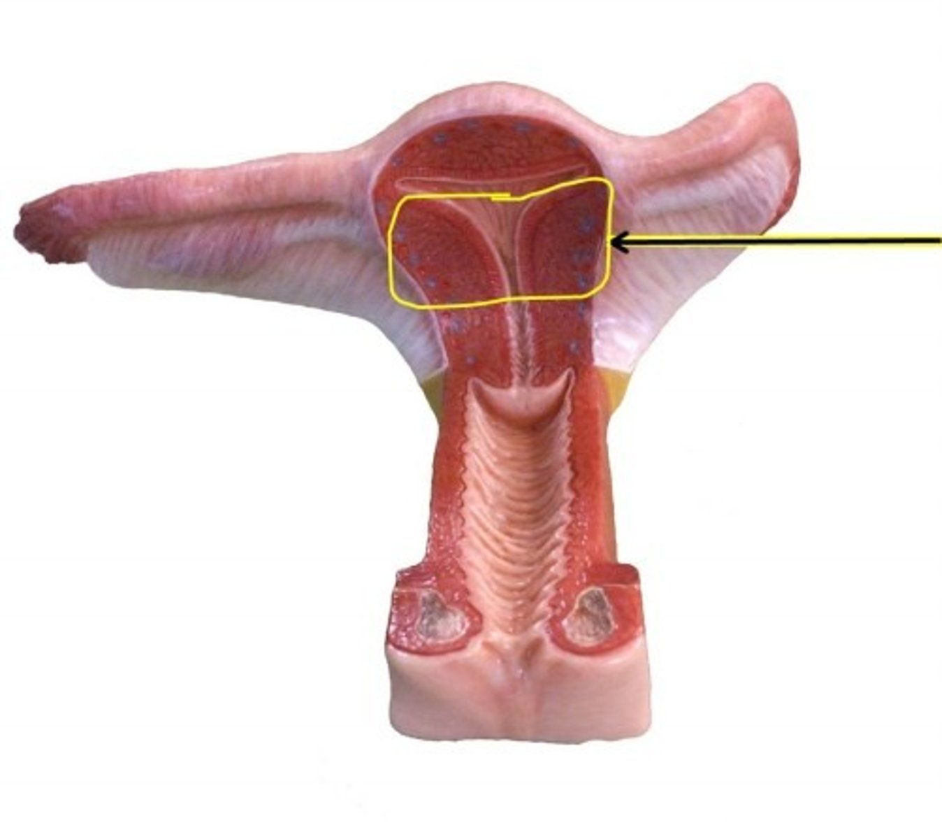 knowt flashcard image