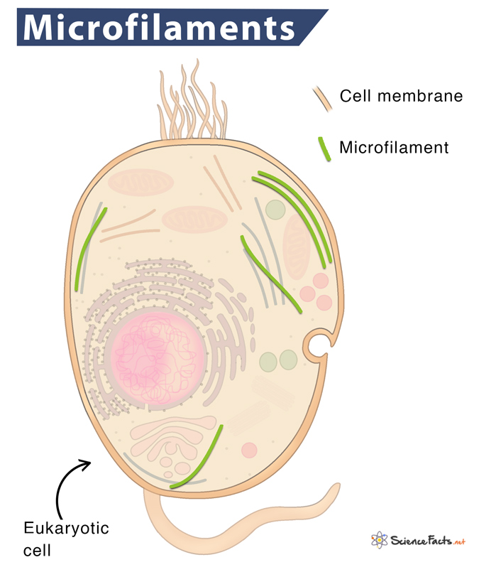 <p>Most involved in cell motility and producing changes in cell shape</p>