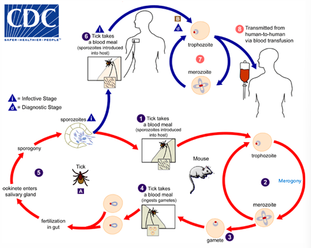 <p>Babesia uses ticks as their definitive hosts and many mammals as their intermediate hosts. </p><p><strong><u>Intemediate host</u></strong>: Tick blood meal causes sporozoite injections → RBC infection to obtain trophozoites (ring inside RBC) → Trophozoite undergoes merogony to give Merozoites <br>→ Merozoites either reinfect RBCs asexually or differentiate into gametes ready to be uptaken by ticks again<br>*Note: both babesia sporozoites and merozoites have RBC tropism </p><p><strong><u>Definitive host</u></strong>: Microgamete fertilizes macrogamete → Ookinete enters salivary glands → Sporogony → Sporozoite release upon blood meal</p>