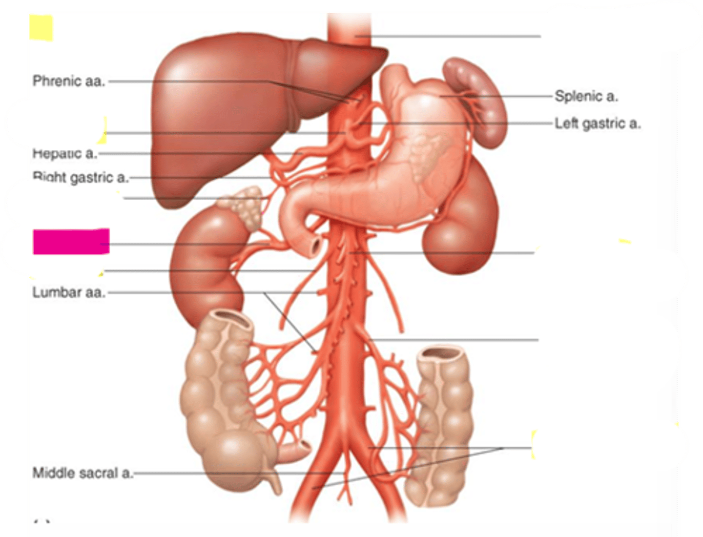 knowt flashcard image