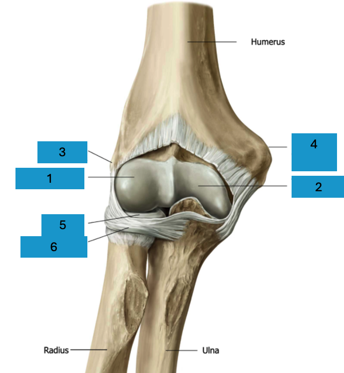 <p>Ellebooggewricht (art. cubiti)</p>