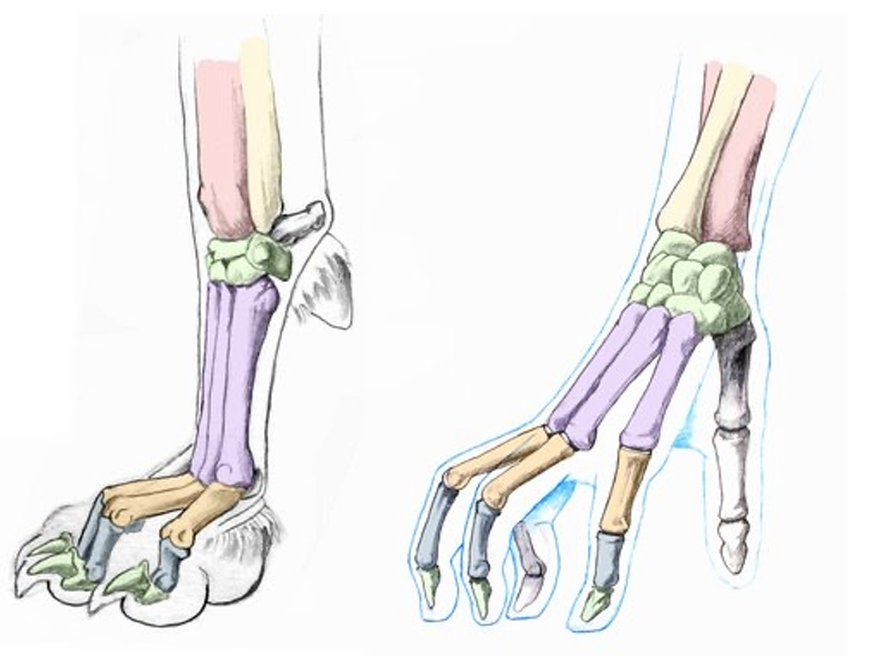 <p>Compared to humans</p>