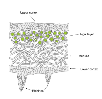 <p>symbiosis between fungus and algae or cyanobacteria</p><ul><li><p>most fungi need it</p></li><li><p>lichens have independently evolved multiple times</p></li></ul>