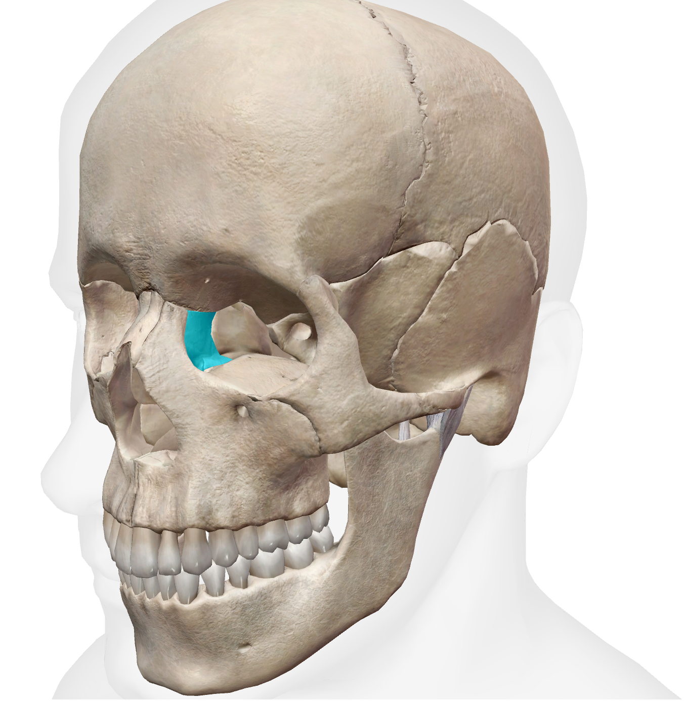 <p>bones for inner corner of eye </p>