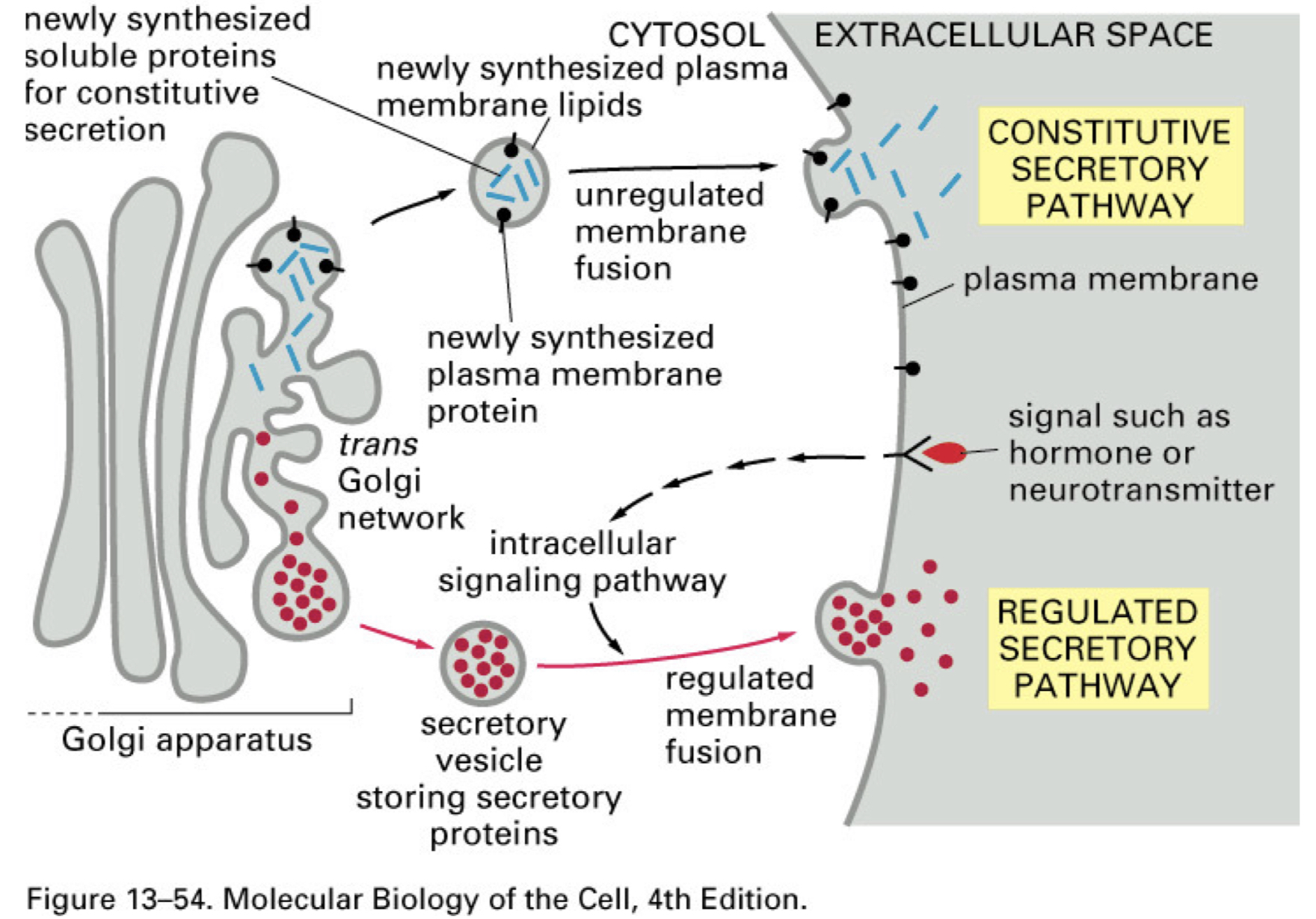 <ol><li><p>Constitutive secretion</p></li><li><p>Regulated secretion</p></li></ol><p></p>