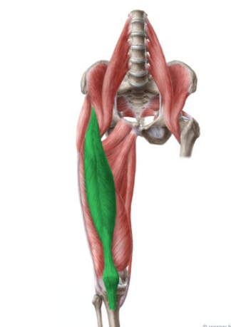 <p>Rectus Femoris</p>