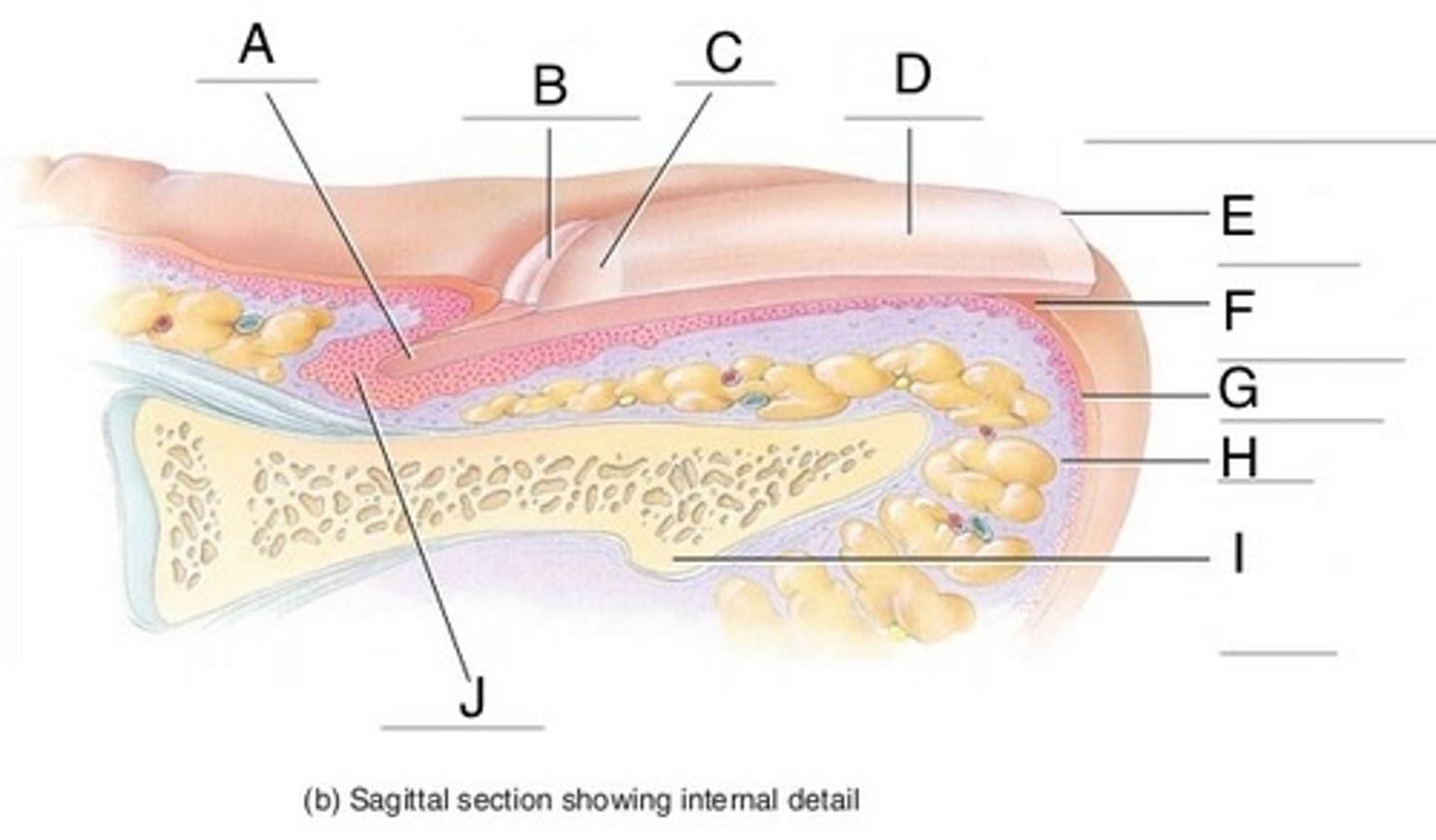 <p>- Epithelium proximal to the nail root</p><p>- Contains dividing cells (J)</p>