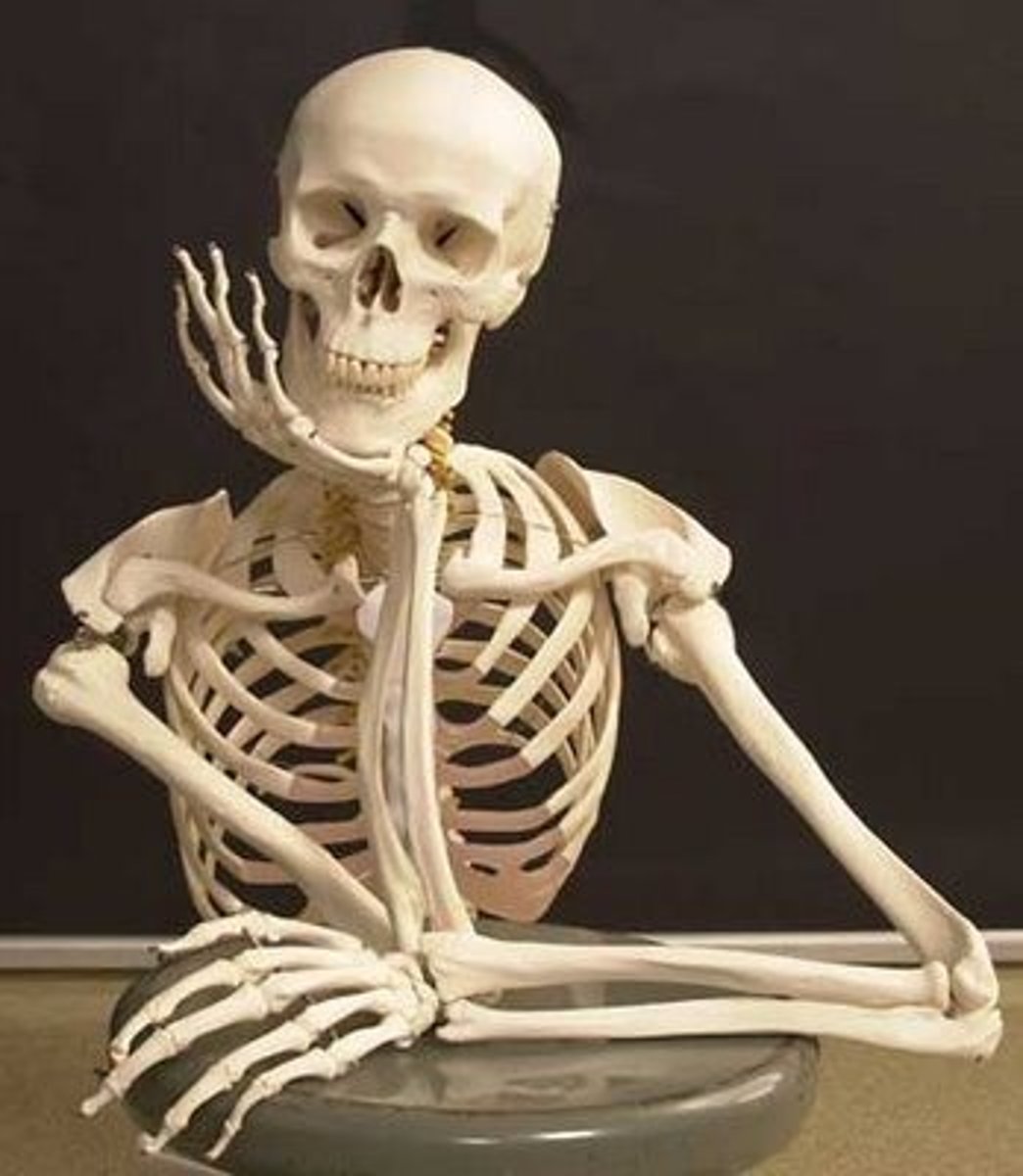 <p>Skeletal muscle often attaches to ________: a hard, calcified material that makes up the skeleton</p>