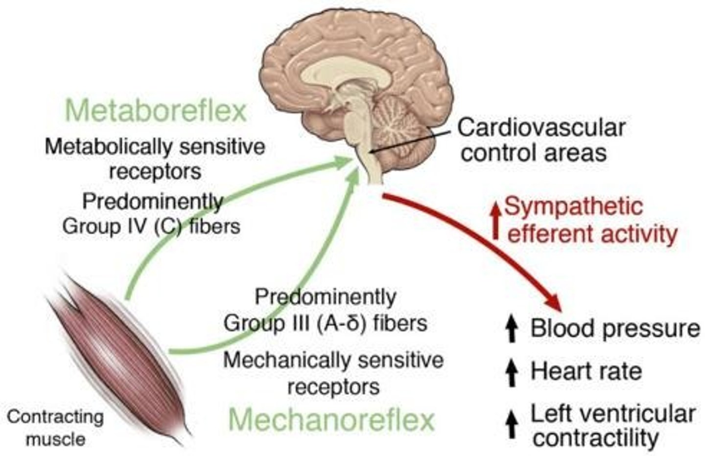 <p>Sensors that detect stretch in muscle during exercise.</p>