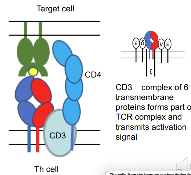 <p>what is CD3? </p>