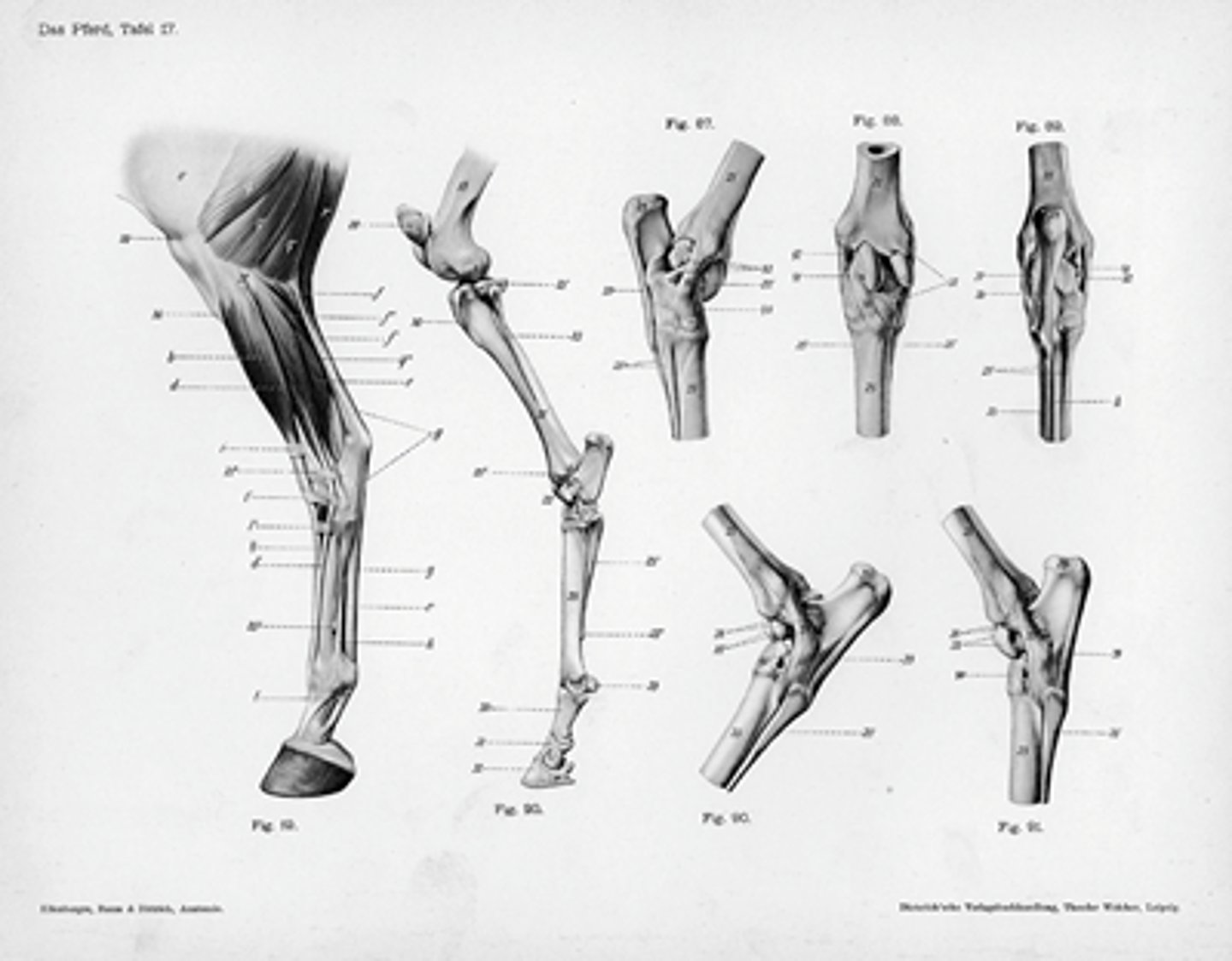 <p>The study of body structure</p>