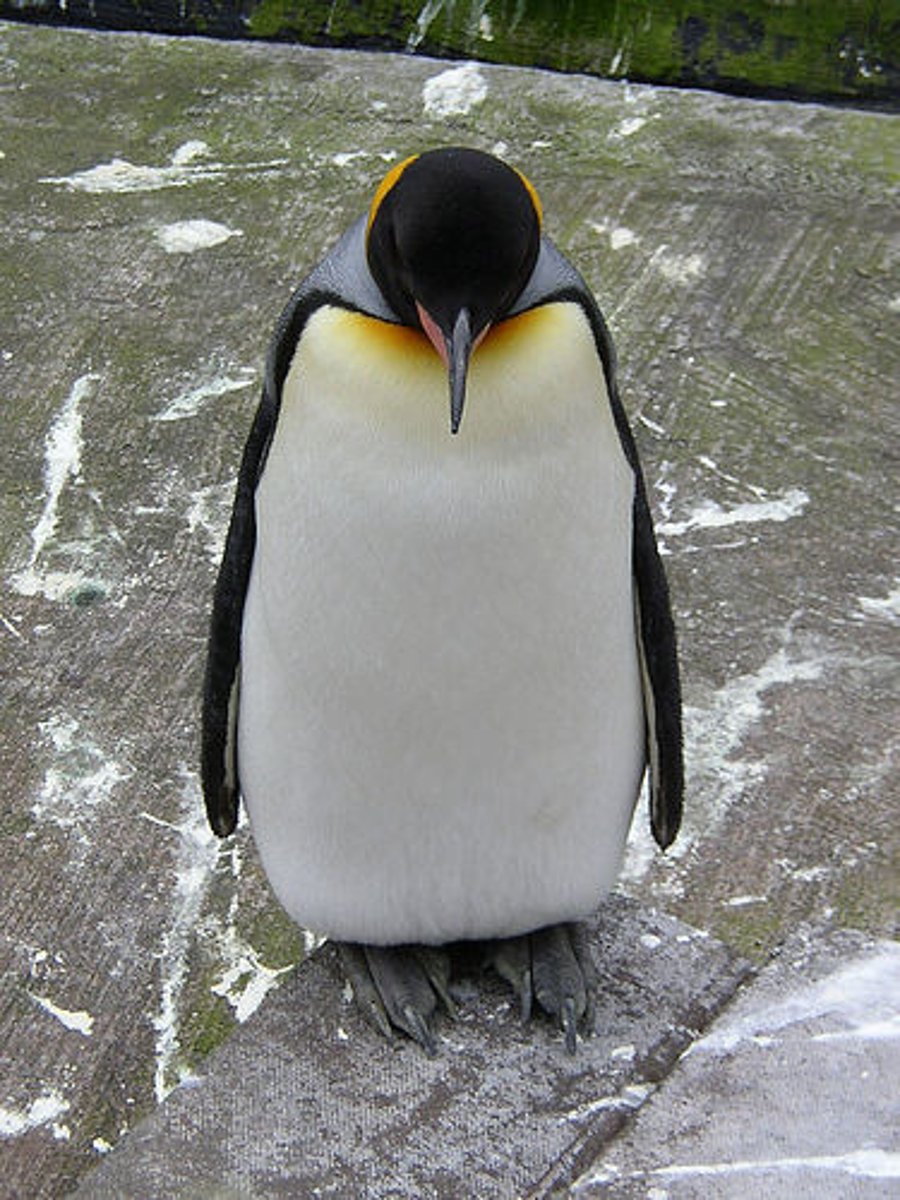 <p>a large,black and white sea bird that swims and cannot fly</p>
