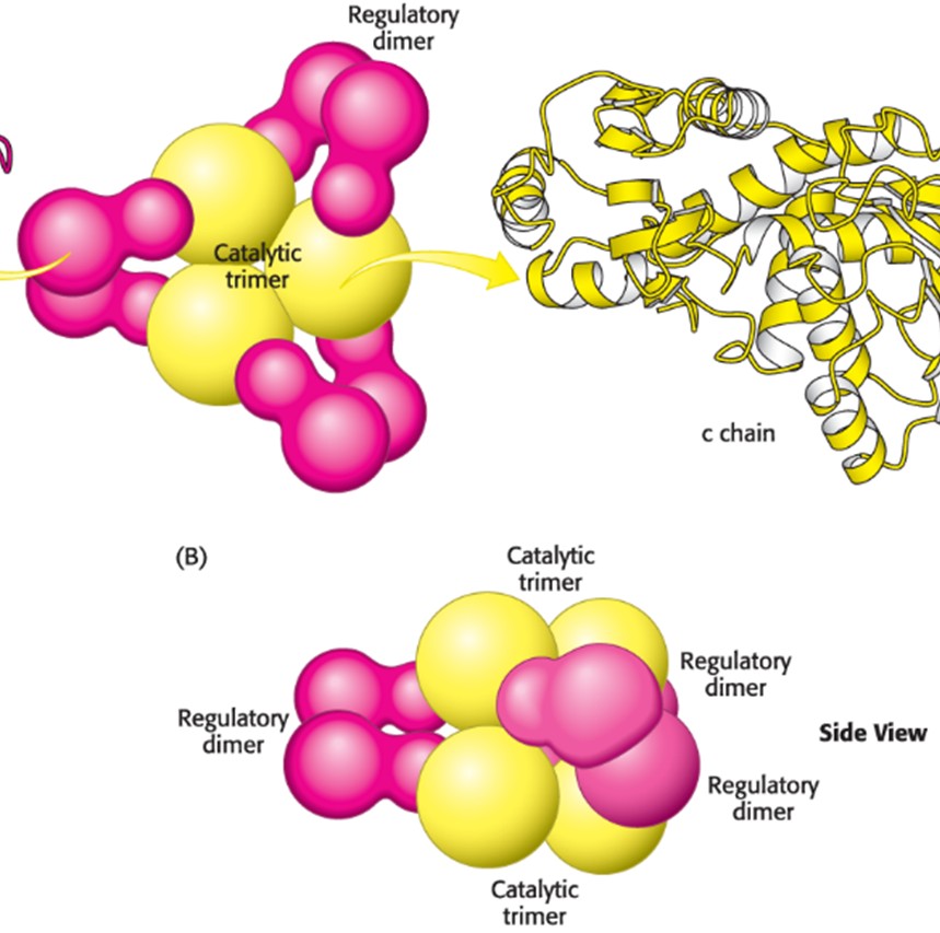 <p>Consists of 6 catalytic and 6 regulatory subunits (c<sub>6</sub>r<sub>6</sub>)</p><p class="MsoNormal">Behaves like one protein (enzyme)</p><p class="MsoNormal">Active sites are located at the interface of the catalytic subunits</p><p class="MsoNormal">Each catalytic subunit has its own active site</p><p class="MsoNormal">Identified by use of the bi-substrate analog PALA</p>