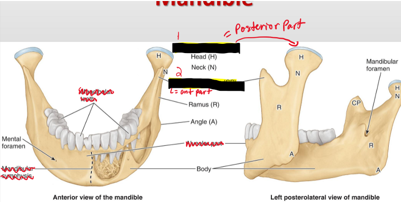 <p>Name the structures.</p>