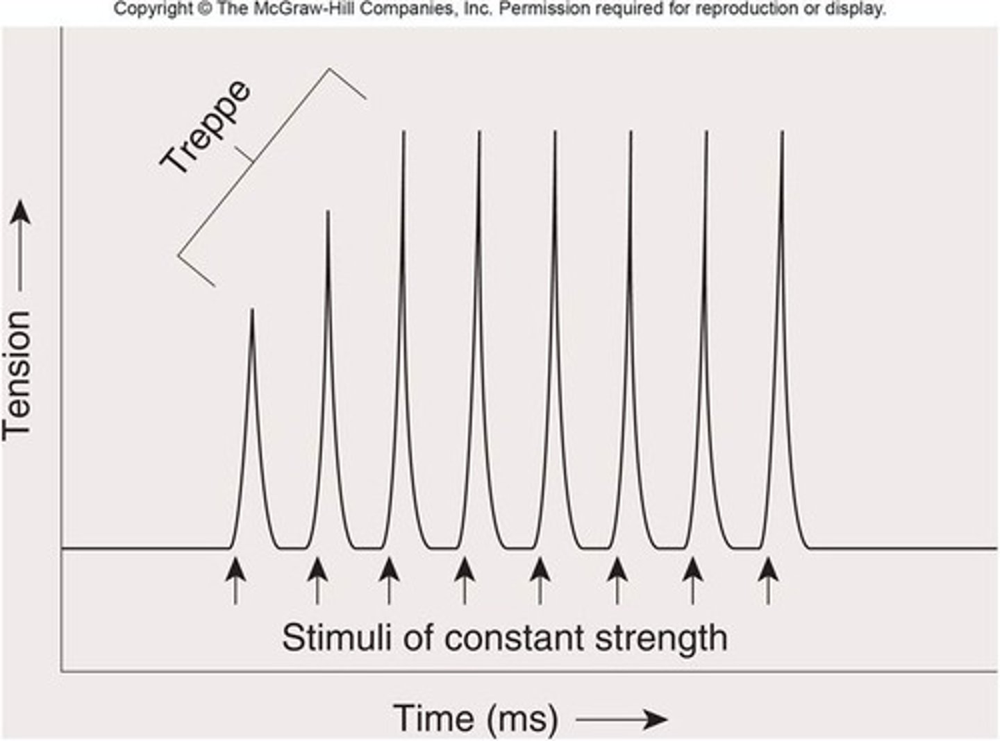 <p>Phenomenon in which each successive twitch contracts more forcefully than the previous one</p>