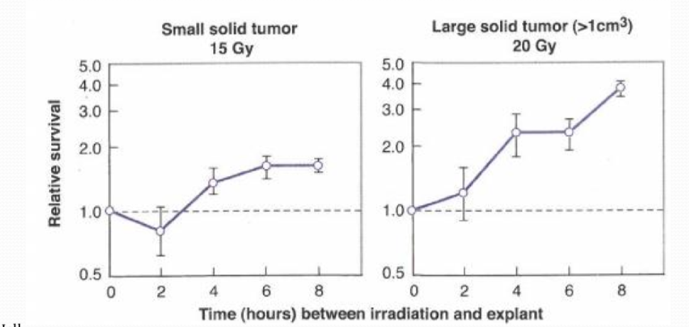 <p>what is the conclusion of this lethal damage repair experiment in vivo?</p>