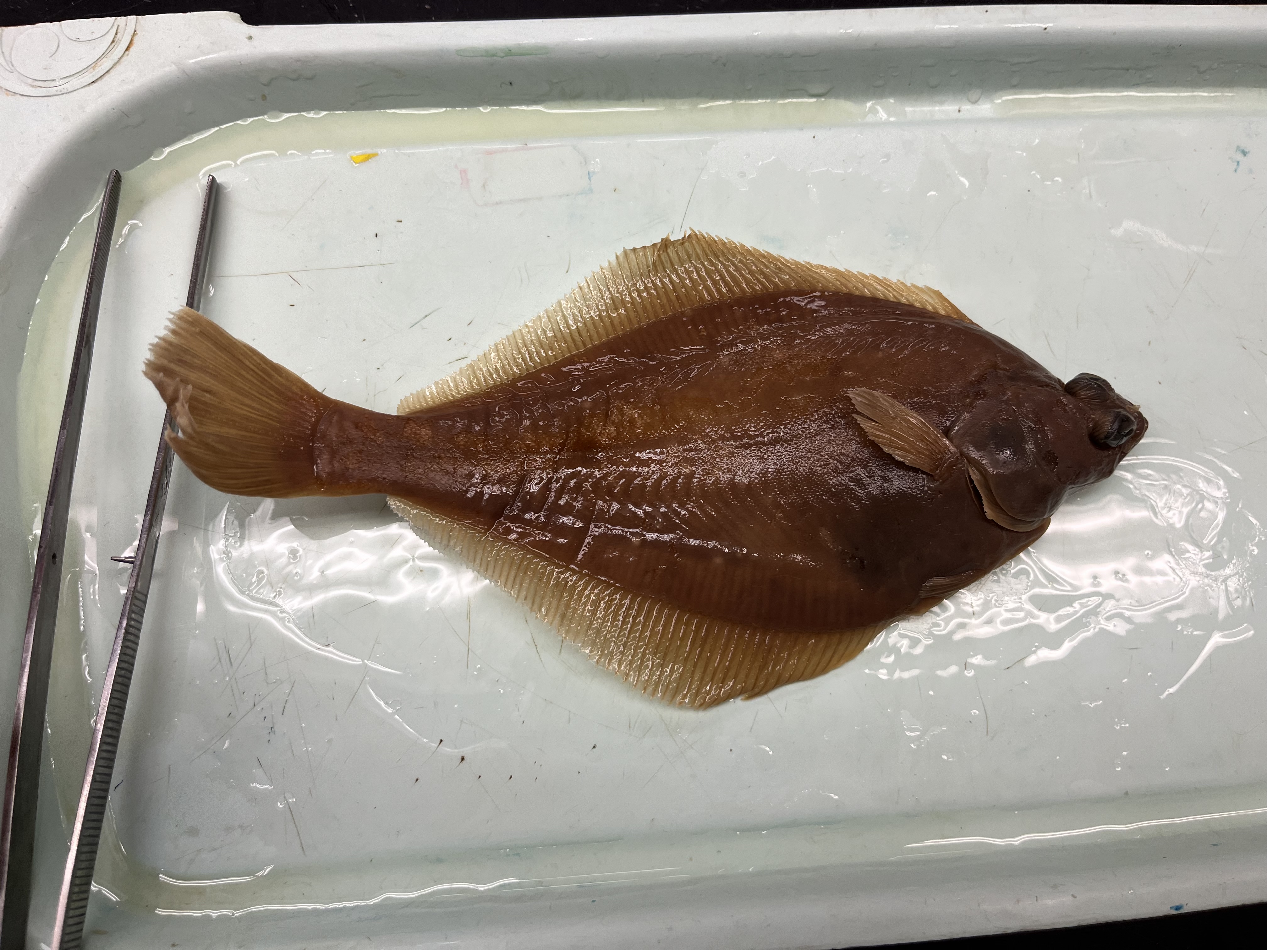 <p>Dextral flatfish, its eye is visible from the blind side because of its pointed convex snout</p>