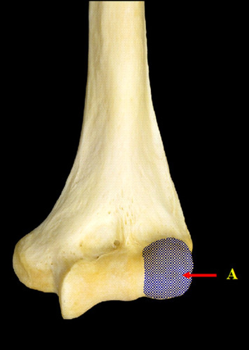 <p>Name the structure.</p>