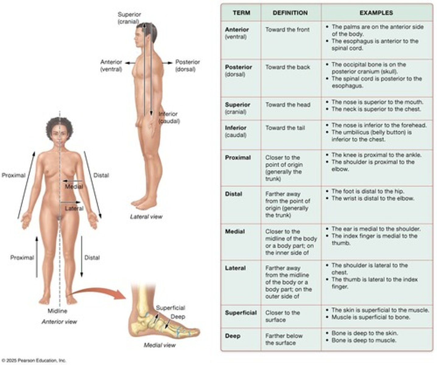 <p>Describes relative locations of body parts and markings. Ensures accurate ________________ among scientists and healthcare professionals.</p>