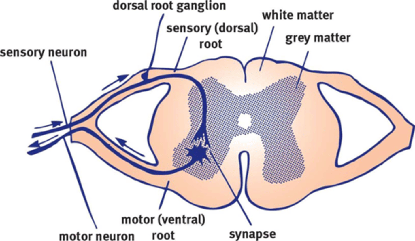 <p>DEFINITION</p><p>Mnemonic:</p><p>SaD MoVie - Sensory roots are the Dorsal roots; Motor roots are the Ventral roots.</p>