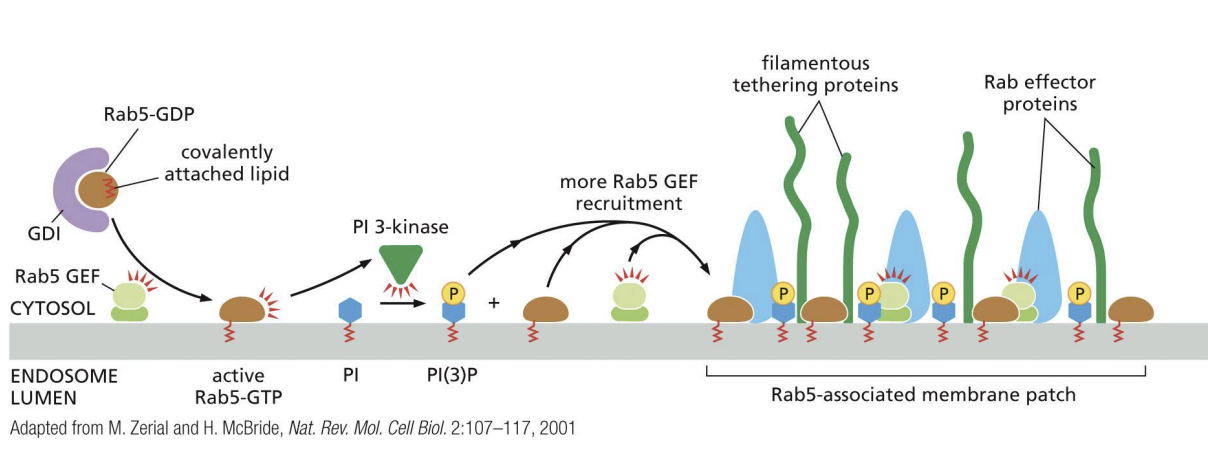 <p>Positive feedback loop of active Rab5 recruiting Rab5 GEFs to generate more active Rab5.</p>